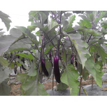 HE01 Tuichu longues graines d&#39;aubergines hybrides rouges pourpres